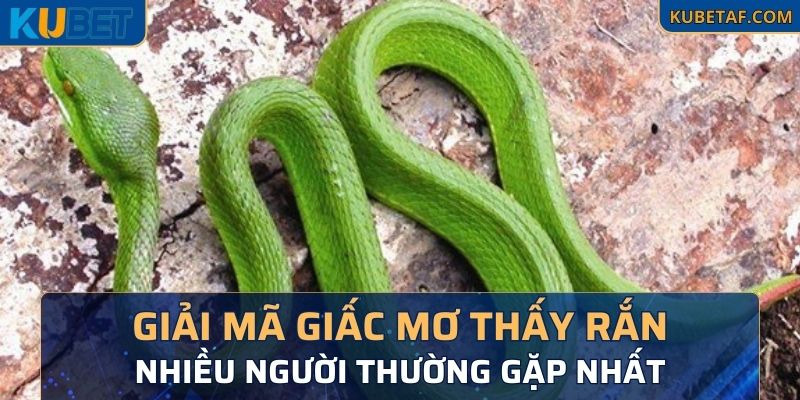 Giải mã giấc mơ thấy rắn nhiều người thường gặp nhất