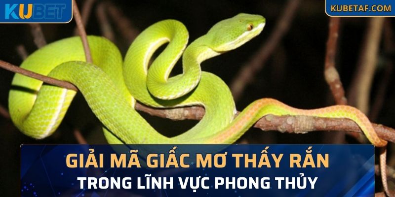 Giải mã giấc mơ thấy rắn trong lĩnh vực phong thủy