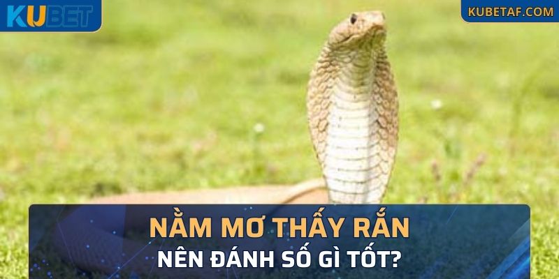 Nằm mơ thấy rắn nên đánh số gì tốt?