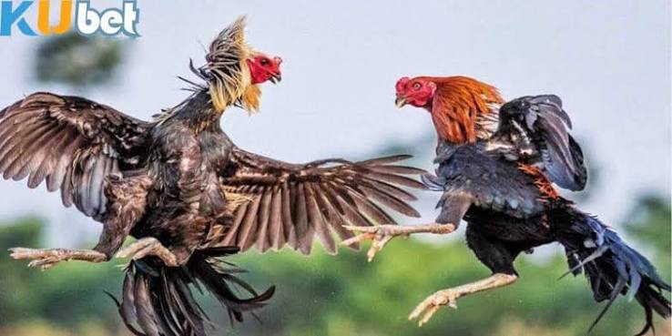 Ưu Điểm Nổi Bật Của Đá Gà Kubet